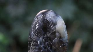 和田玉青花籽料摆件风华绝代,玉质细腻油润,墨色鲜艳欲滴,立体圆雕独